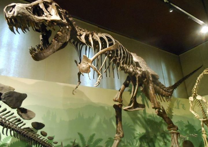 You maybe have a small hands, but still, what a impressive head! And those teeth!:)