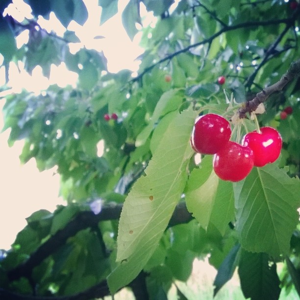 #ciliegie 
Andare a correre non è mai stato così bello